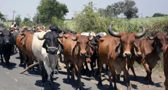 3 cattle transporters died after...: Chh'garh police