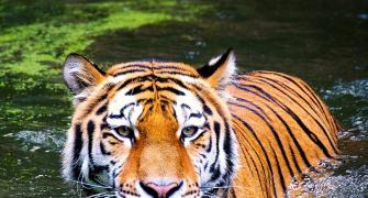 India Lost 30 Tigers In 2 Months