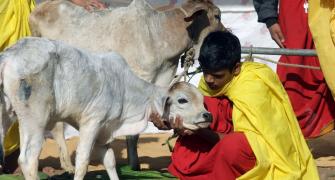 Anyone who kills cows is deemed to rot in hell: HC