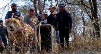 2 cheetahs released into wild at Kuno National Park