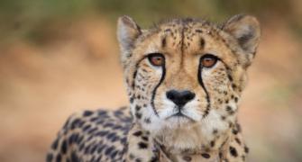 Namibian cheetah dies of kidney ailment in Kuno park
