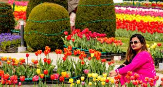 When Nature Rolled Out Its Tulip Carpet