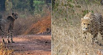 5 more cheetahs to be released in Kuno soon