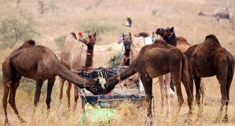 Welcome To The Largest Camel Fair!