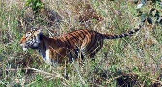 Tiger from Raj enters MP's Kuno, no threat to cheetahs