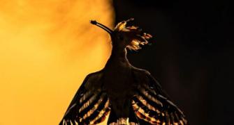 Must See: Nature Like Never Before