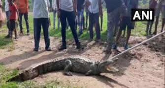 Crocodiles on Vadodara streets as Vishwamitri swells