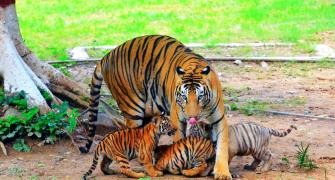 Cho Chweet! Three Tiger Cubs