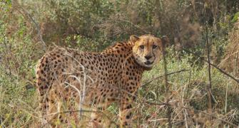 Cheetahs set to roam free in Kuno after a year