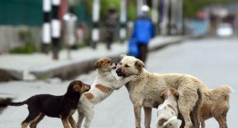 Case booked as Noida boy throws puppy to death