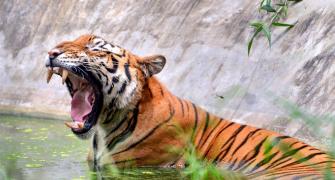Tiger Deaths Decline By 29 Percent