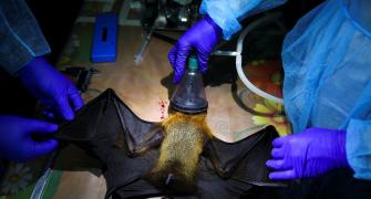 A Breakthrough In Nipah Virus Research