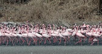 Over 30 flamingos dead as aircraft hits them in Mumbai