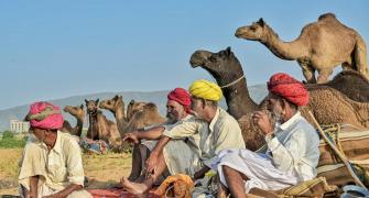 Ready For The Pushkar Camel Fair?