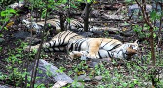 A third of Ranthambore's 75 tigers missing