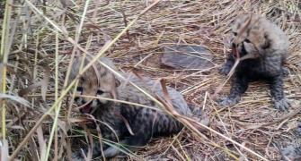 2 cheetah cubs found dead at Kuno, cause unknown