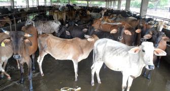 Cleaning, lying in cowshed can cure cancer: UP min