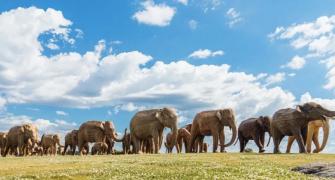 100 Indian Elephants March To New York