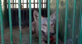 Op Bhediya: 5th man-eater wolf captured in UP, 1 left