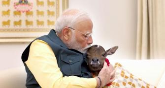 Meet Modi's new family member, 'Deepjyoti'