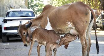 Two-headed calf born in Mangaluru, faces test of survival