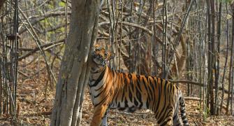 Tribals protest against eviction from tiger reserves