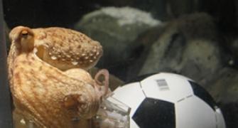 Octopus Paul predicts Spain will win Cup final