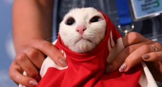 Russia's psychic cat picks home team for World Cup opener