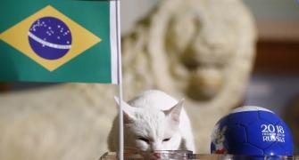 Feline fortune-teller backs Brazil to beat Costa Rica