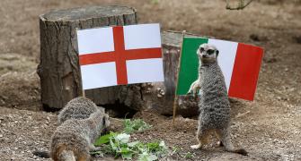 Mystic meerkats predict England will win Euro final