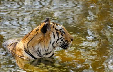 Elusive Majesty: The Glorious Tiger