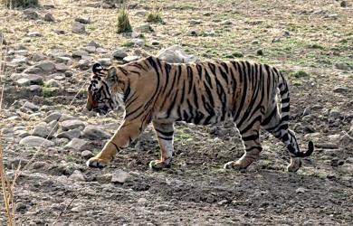 I Spotted A Tiger!