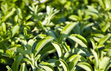 9 Things You Need To Know About Sugar Substitute Stevia