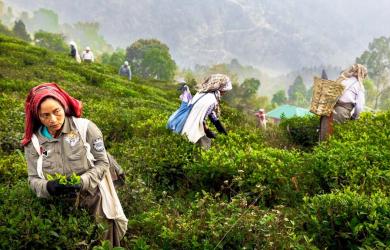 How India Let Sri Lanka Steal Its Tea Crown