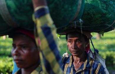 Fuel curbs brew concern over Darjeeling first flush