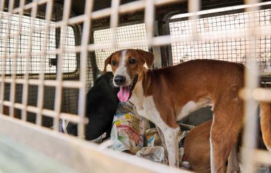 'These Are Not 'Strays' But Community Dogs'