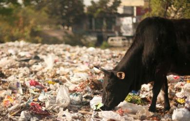 Halwa, puris behind death of 20 cows in Haryana?