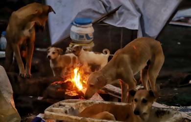 SC takes suo motu cognisance of stray dog bites after child's death
