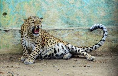 Woman Killed in Leopard Attack Near Bijnor, India