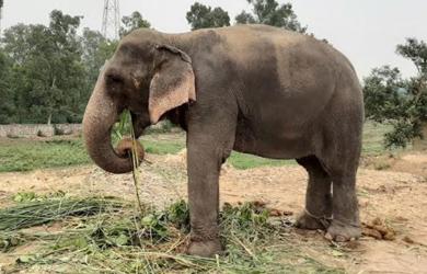 Maha steps up efforts to bring back elephant Mahadevi from Guj after stir