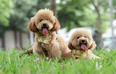 Toy Poodles at Hyderabad airport to relieve travel anxiety