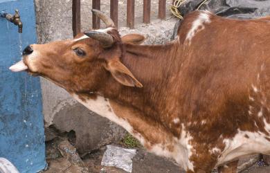 UP: Cow stranded on 4th floor sends locals in panic