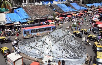 No order from court, BMC acted on its own: HC on 'kabutarkhanas'