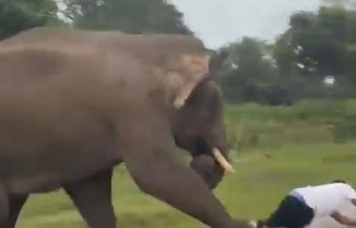 Elephant chases, pins tourist to ground in Bandipur forest