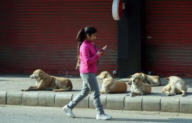 Pick up and keep them at...: SC's big order on stray dogs