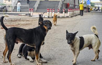 SC stray dog order: Animal lovers clash with cops in Delhi during protest