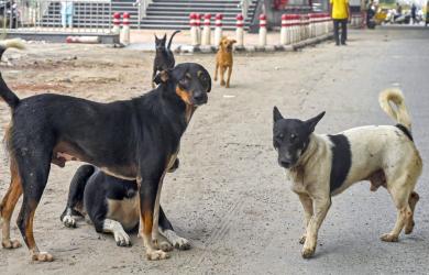 Days after SC's order, woman mauled to death by stray dogs