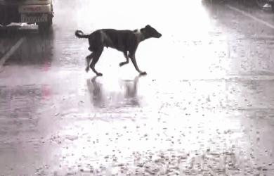 'Will look into this': CJI on SC's stray dogs order
