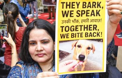 Key takeaways from SC's modified order on stray dogs