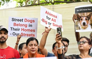 SC flags practical challenges in sheltering all stray dogs